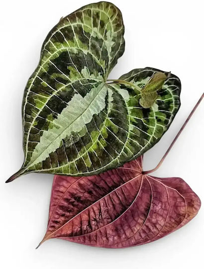 Διοσκουρέα Dioscorea Discolor