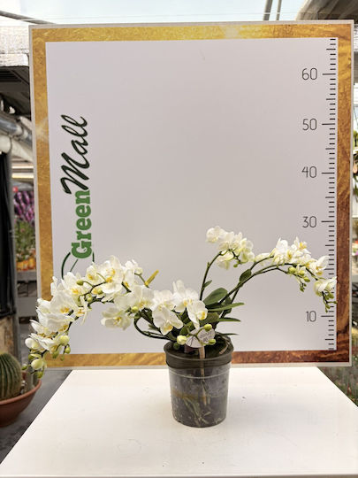 Phalaenopsis Mf Freedanzo Songbird Weiße Queen 5-9 Stiele Opti-flor 2-3 Pflanzen Topf Premium Phalaenopsis Mf Freedanzo Songbird Weiße Queen 5-9 Stiele Opti-flor 2-3 Pflanzen Topf Premium