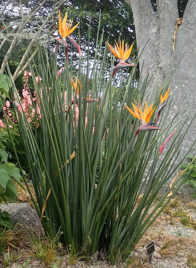 Στρελίτσια Strelitzia Juncea Premium Στρελίτσια Strelitzia Juncea Premium