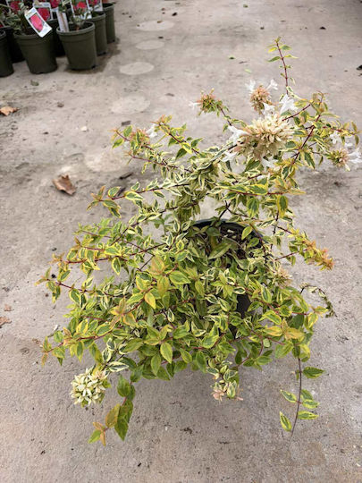 Abelia Grandiflora Aμπέλια