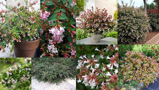 Abelia Grandiflora Aμπέλια