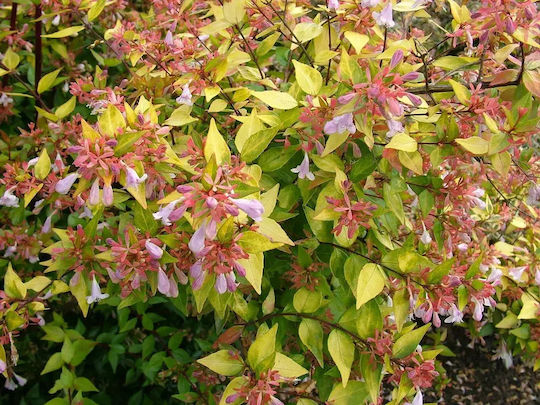 Abelia Grandiflora Aμπέλια