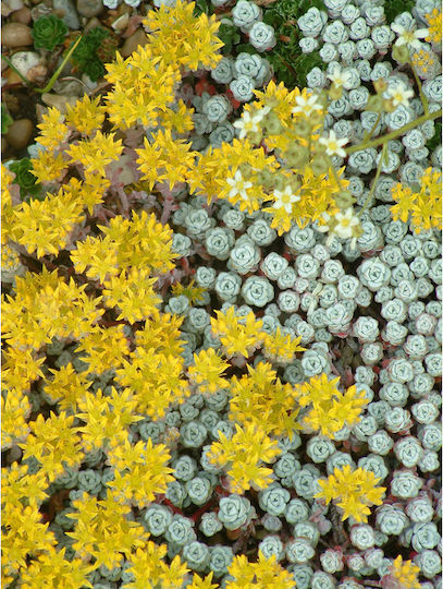 Σέντουμ Sedum Spathulifolium Cape Blanco
