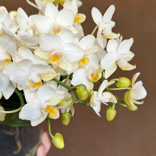 Phalaenopsis Anthura Nazare Botanic Mucho 4-8 Tulpini
