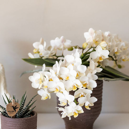 Phalaenopsis Anthura Nazare Botanic Mucho 4-8 Tulpini