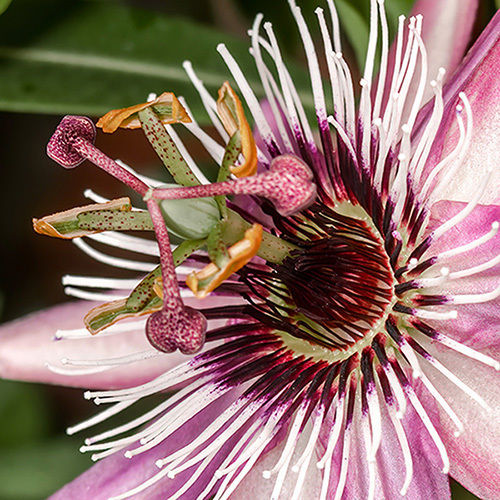 Ceas Floarea Pasiunii Passiflora Victoria