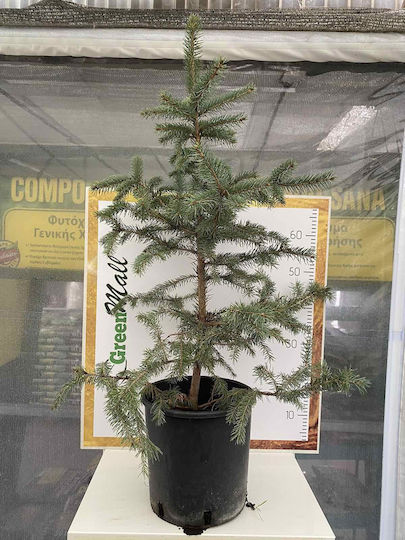 "Blaue Fichte" Picea Pungens Glauca