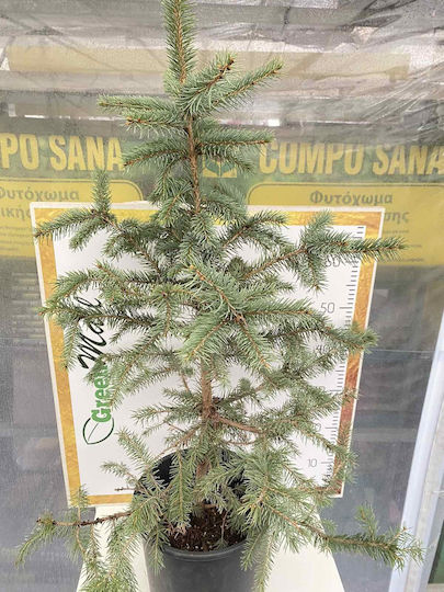"Blaue Fichte" Picea Pungens Glauca