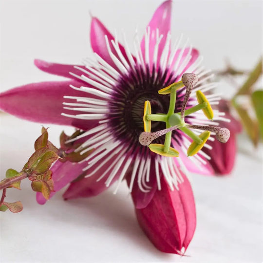 Ceas Floarea Pasiunii Passiflora Victoria