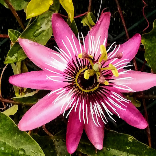 Ceas Floarea Pasiunii Passiflora Victoria