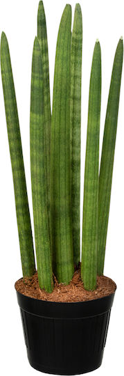 Sansevieria Cylindrica în ghiveci Kokodama