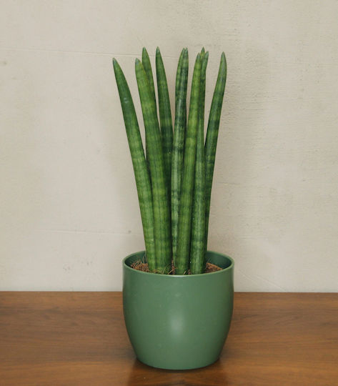 Sansevieria Cylindrica în ghiveci Kokodama