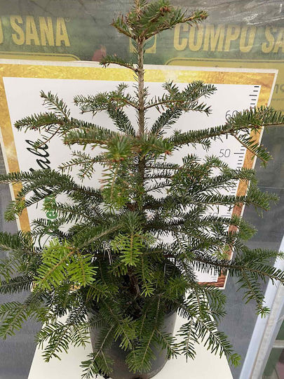 Tanne Abies Nordmanniana