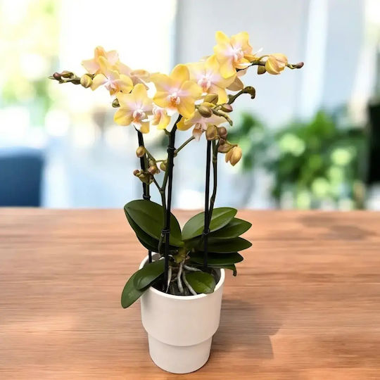 Phalaenopsis Mf Lemon Bolgheri 2 Rispen Duftend Phalaenopsis Mf Lemon Bolgheri 2 Rispen Duftend