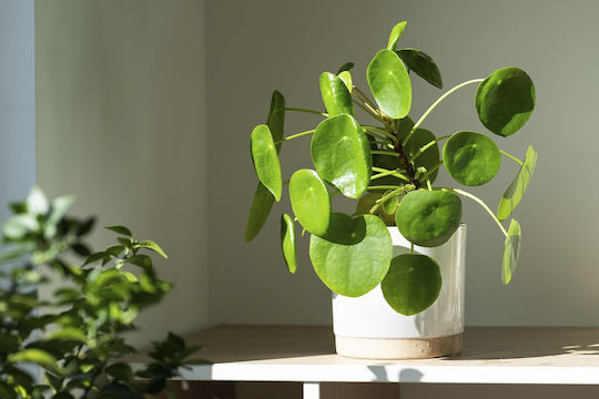 Klettenlabkraut Höhe 15cm