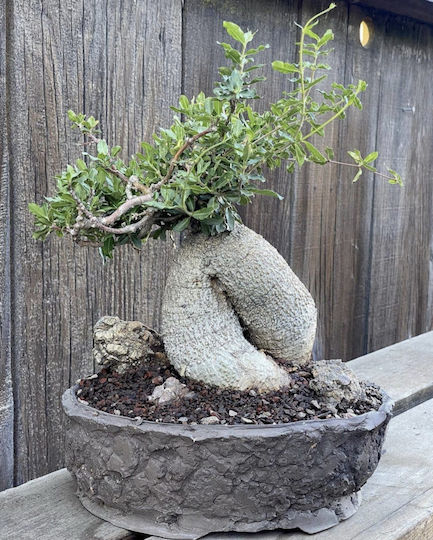 Fockea Edulis