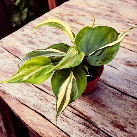 Φιλόδενδρο Philodendron Rio Gabriella