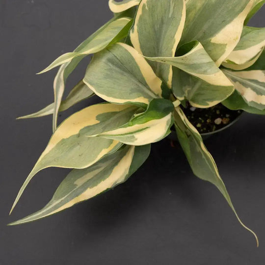 Φιλόδενδρο Philodendron Rio Gabriella