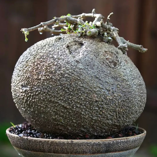 Fockea Edulis