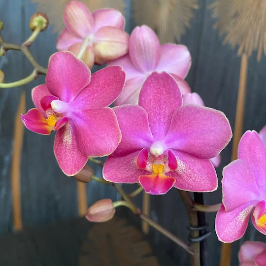 Phalaenopsis Multiflora Розова Aromio Floral Opti-flor Ароматна Без Цветя