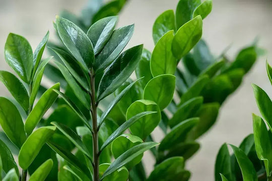 Замия Zamioculcas Zamiifolia 10+ XXL