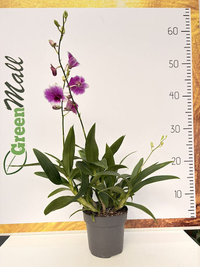 Dendrobium Sa-nook Purple White Magic 3 Stiele Premium Dendrobium Sa-nook Purple White Magic 3 Stiele Premium