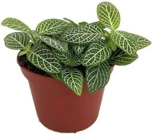 Φιτόνια Fittonia Pink Ruby Lime Φιτόνια Fittonia Pink Ruby Lime