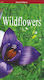 The Most Beautiful Wildflowers of Crete