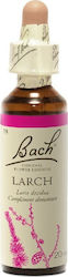 Bach Larch Антоесенция в Капки 20мл