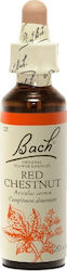 Bach Red Chestnut Ανθοΐαμα για Χαλάρωση