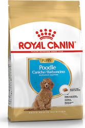 Royal Canin Poodle Junior 3kg Hrană Uscată pentru Cățeluși de Rase Mici cu Porumb și Păsări de curte