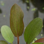 echinodorus spidernet