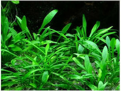 Cryptocoryne parva(CP)