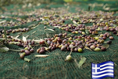 Olivenet Extra Olive Harvesting Net 95gr/m² 6x10m