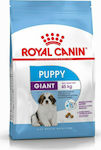 Royal Canin Puppy Giant 3.5kg Trockenfutter für Welpen großer Rassen mit Mais, Geflügel und Reis