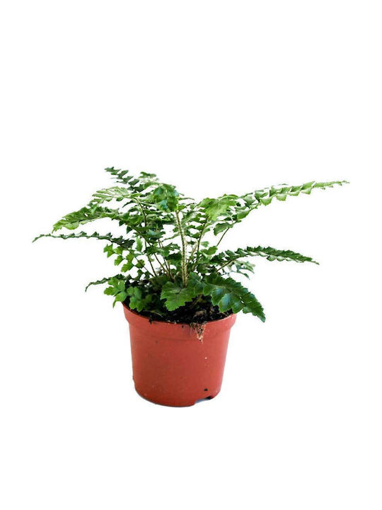 Polystichum polyblepharum 8.5cm