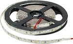 Optonica LED Streifen Versorgung 24V mit Warmes Weiß Licht Länge 5m und 120 LED pro Meter SMD2835