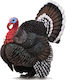 Collecta Miniature Toy Turkey 9cm