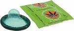 Plant Of Life Cannabis Condoms 1pc