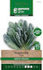 Gemma Seeds Kale 5gr/1500pcs