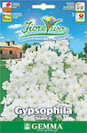 Gemma Seeds Gypsophila 25gr/2500pcs White