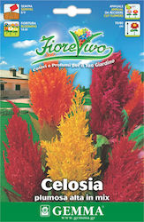 Gemma Seeds Celosia 0.6gr/780pcs Polychrome