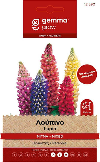 Gemma Samen Lupine Mehrfarbig Gemma Samen Lupine Mehrfarbig