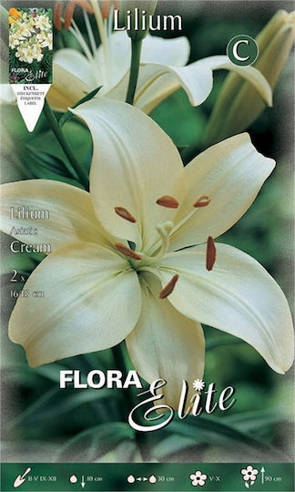 Gemma Lilium Bulbs Lilium 2pcs 10245