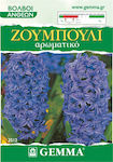 Gemma Bulbi Hyacinthus 2buc Albastru