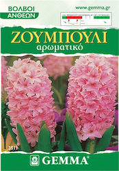 Gemma Bulbs Hyacinthus 2pcs Pink