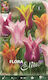 Gemma Tulip Bulbs 10pcs