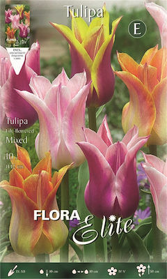 Gemma Tulip Bulbs 10pcs