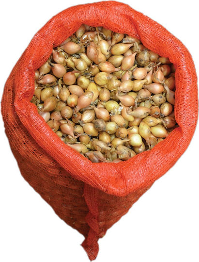 Gemma Bulb Ceapă Ceapă albă 1kg