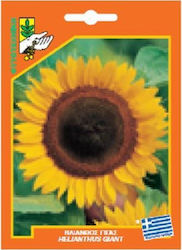 Γενική Φυτοτεχνική Αθηνών Seeds Sunflower Yellow